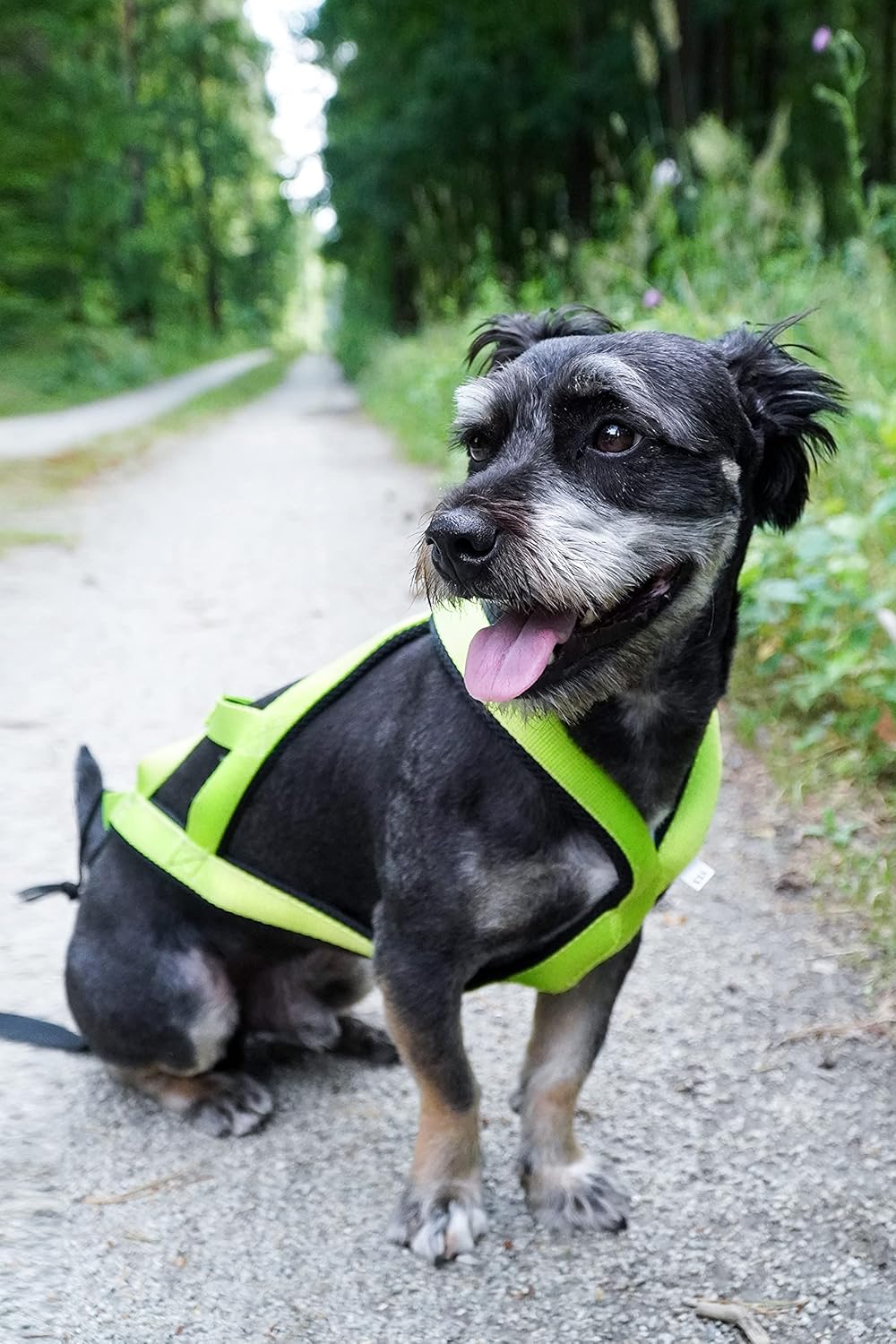 Dingo Hundegeschirre Sled Farbe Grün Zuggeschirr Canicross Bike-Ski-Jöring Training Dogtrekking Gros