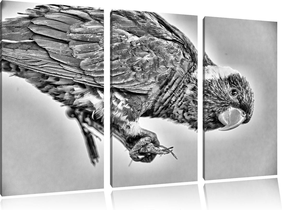 Pixxprint Edelpapagei auf AST als Leinwandbild/Grösse: 3 Teilig (120x80) cm/Wandbild/Kunstdruck/fert