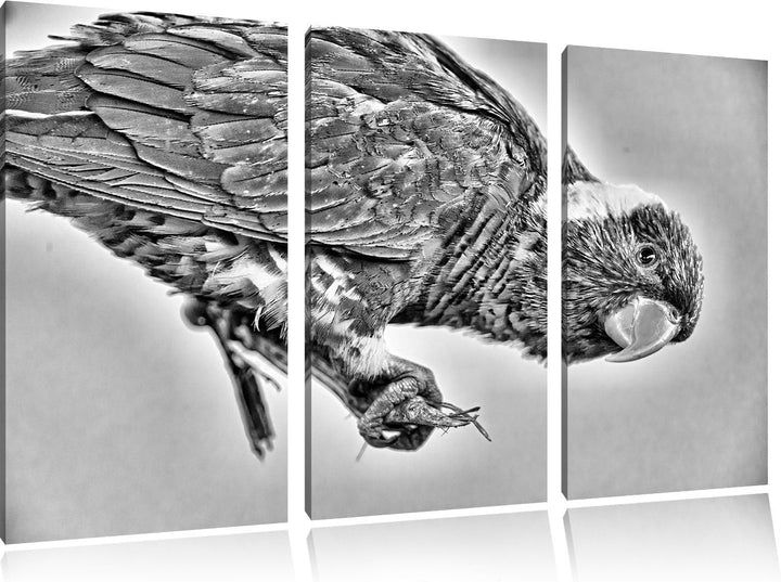 Pixxprint Edelpapagei auf AST als Leinwandbild/Grösse: 3 Teilig (120x80) cm/Wandbild/Kunstdruck/fert