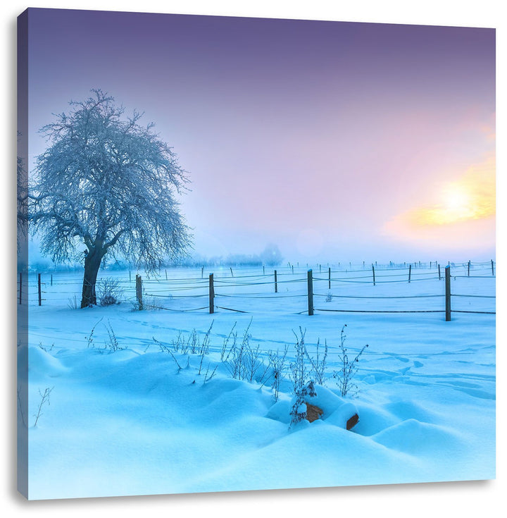 Baum in Winterlandschaft, Format: 70x70 auf Leinwand, XXL riesige Bilder fertig gerahmt mit Keilrahm