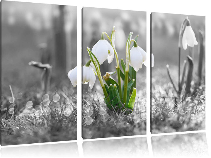 Pixxprint Schneeglöckchen im Morgentau als Leinwandbild | Grösse: 3 Teilig (120x80) | Wandbild| Kuns