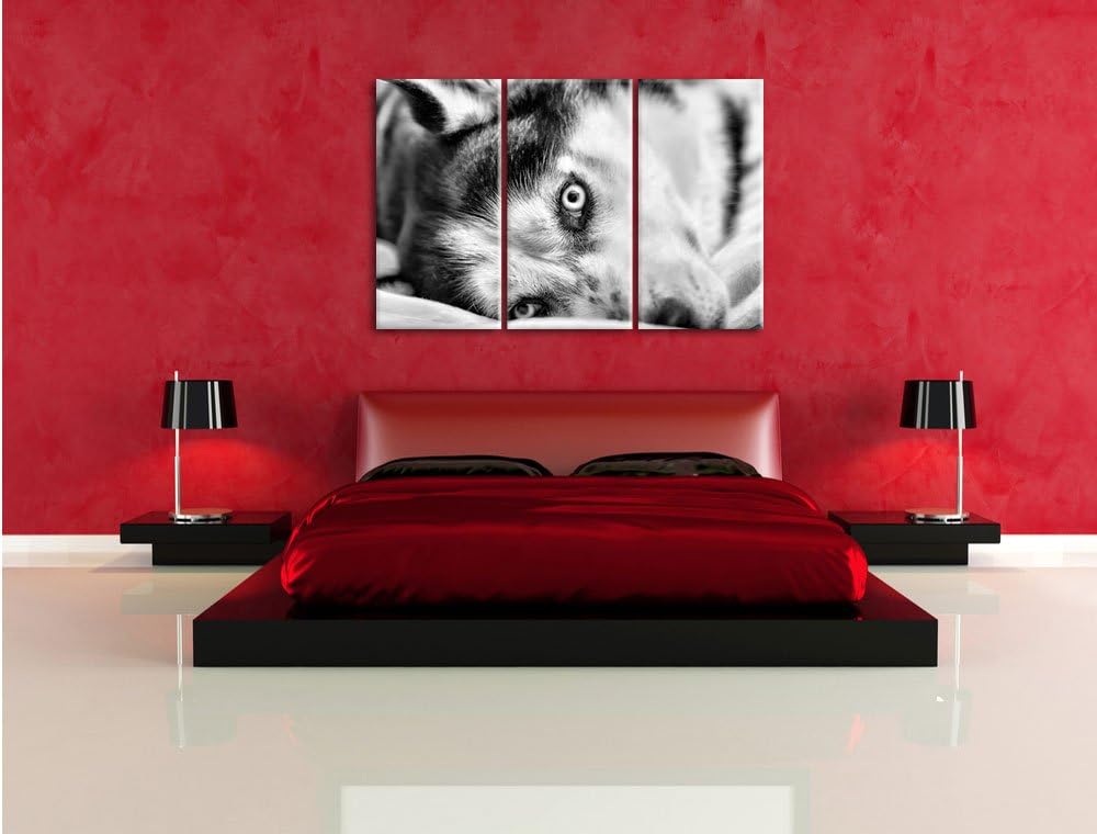 Pixxprint Husky mit Eisblauen Augen im Bett / 3-Teilig/Gesamtmass 120cm Leinwandbild bespannt auf Ho