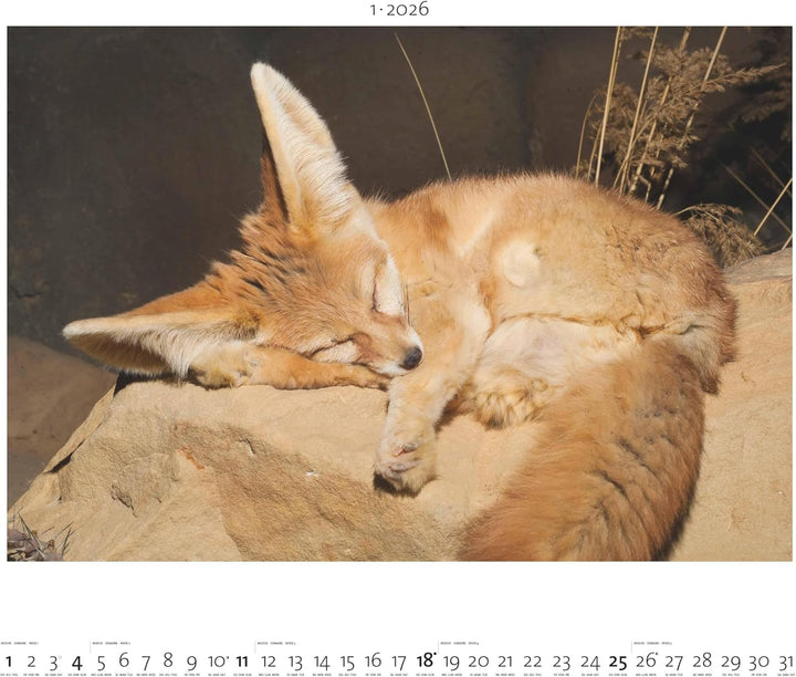 Palazzi - Hautnah – Afrikas Wildnis 2026 – Wandkalender 60×50 cm mit 12 Tierfotografien, Poster-Kale