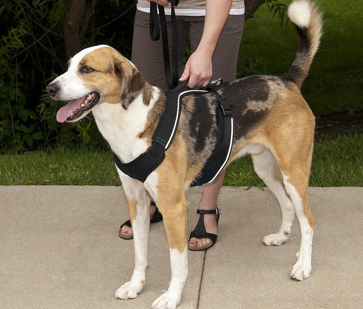 PetSafe EasySport Geschirr, Elastischer Halsausschnitt, Gepolsterter Griff, Für Hunde von 29,5 bis 3