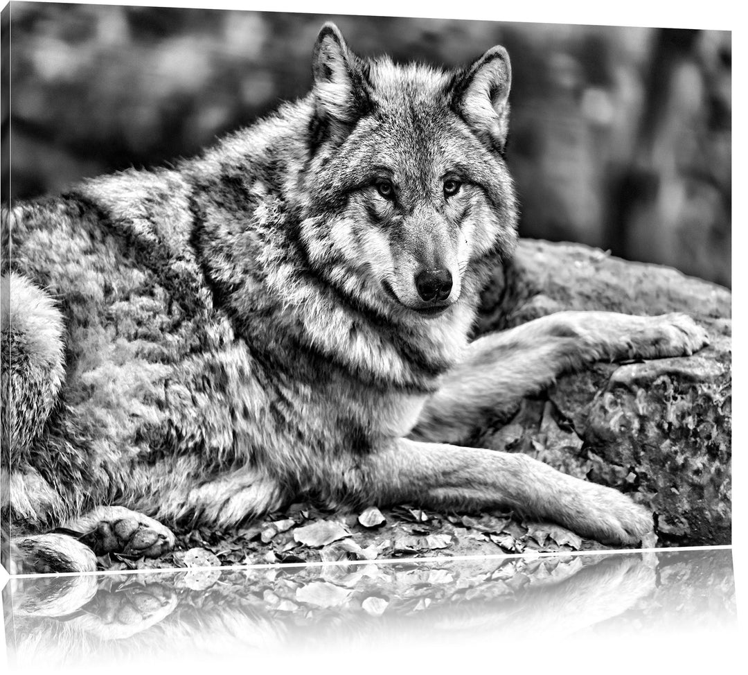 Pixxprint Monocrome, stolzer Wolf auf Stein als Leinwandbild/Grösse: 100x70 / Wandbild/Kunstdruck/fe