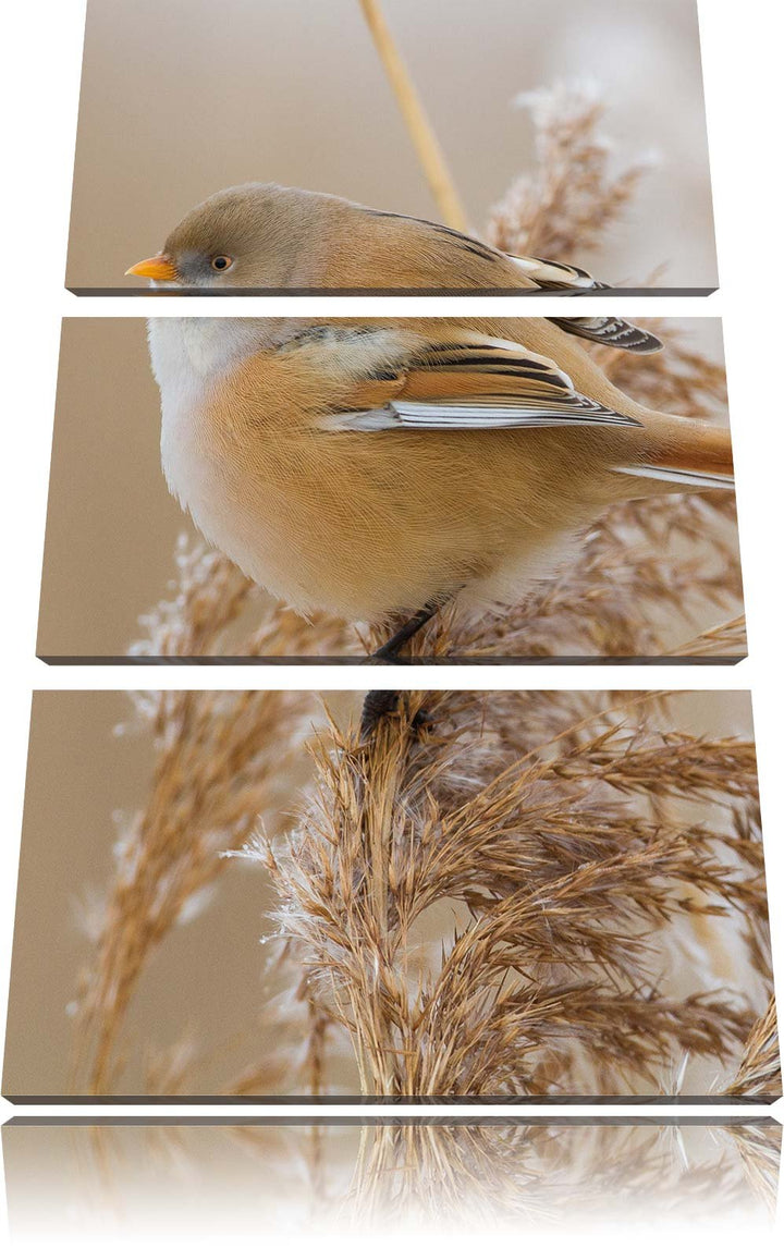 Pixxprint Kleiner Vogel auf Weizen als Leinwandbild 3 teilig/Grösse: 3 Teilig (120x80) / Wandbild/Ku