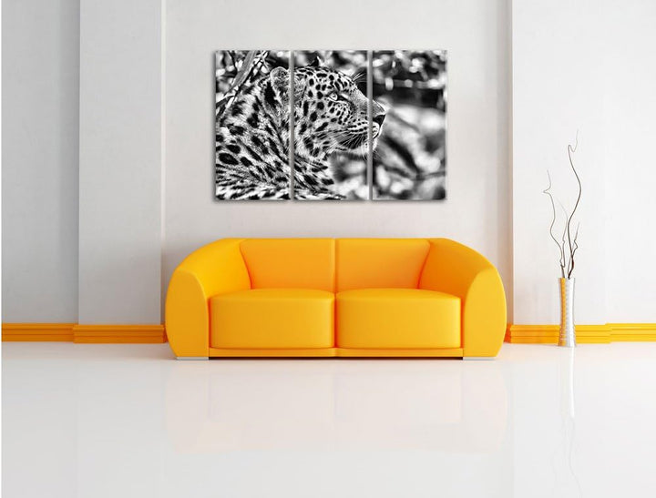 Pixxprint prächtiger Leopard im Schatten als Leinwandbild/Grösse: 3 Teilig (120x80) cm/Wandbild/Kuns