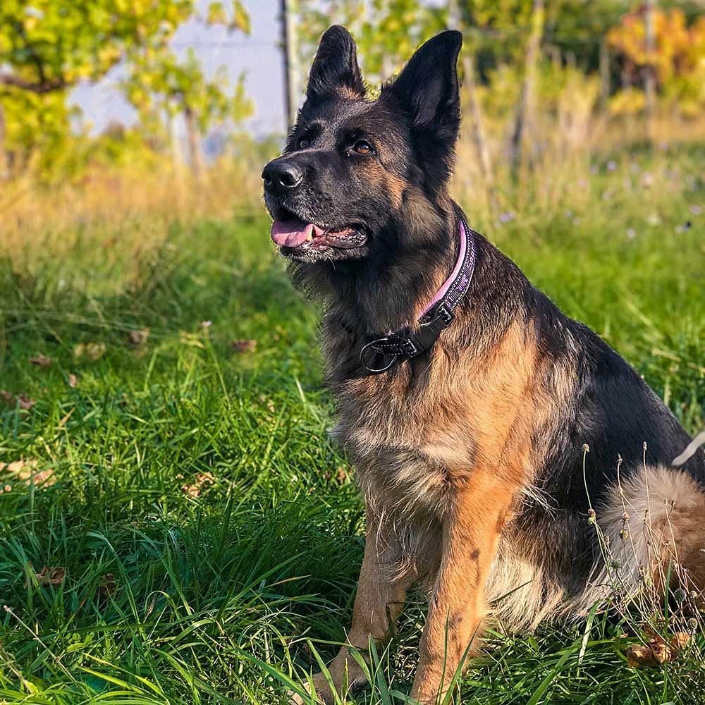 Ferplast Hundehalsband Sport Dog, Weich Gepolstertes Nylon Hunde Halsband für grosse Hunde, Verstell