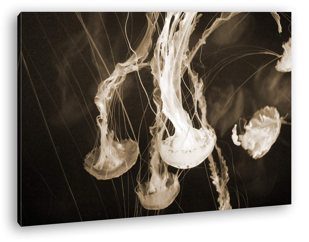deyoli elegant-schwimmende Quallen Format: 100x70 Effekt: Sepia als Leinwand, Motiv fertig gerahmt a