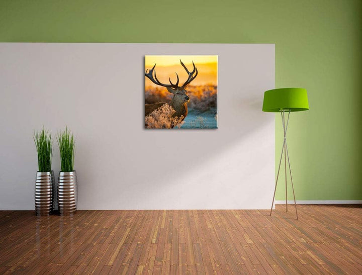 Stolzer Hirsch auf Wiese, Format: 70x70 auf Leinwand, XXL riesige Bilder fertig gerahmt mit Keilrahm