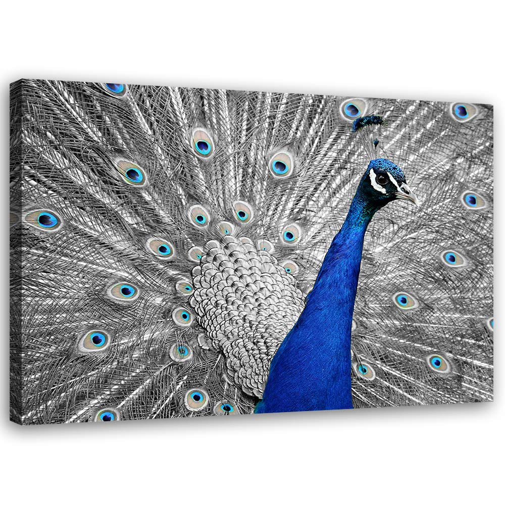 Leinwandbild XXL Pfau Wandbild Kunst Vogel Blau 120x80 cm M14236 120x80 cm, M14236 120x80 cm
