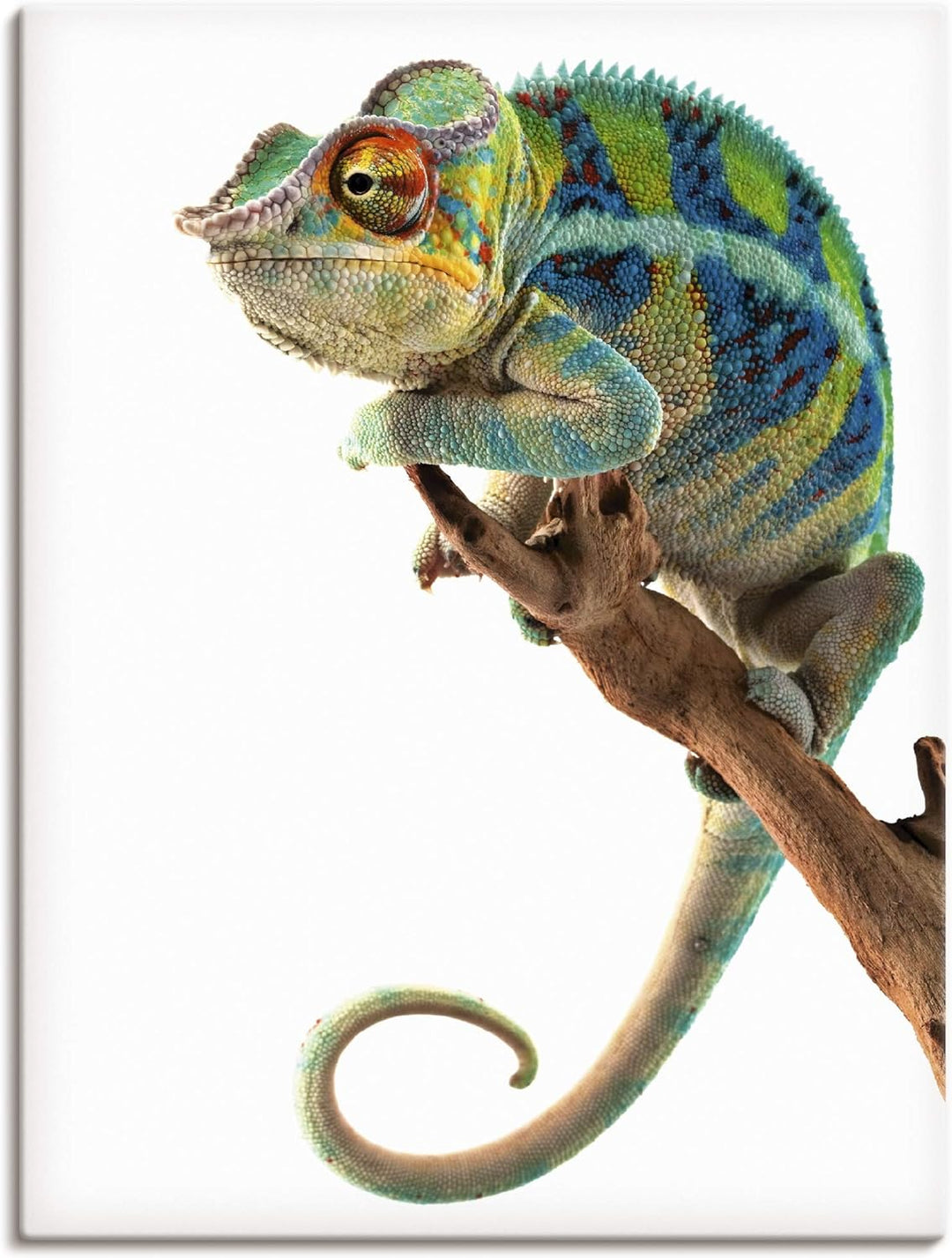 ARTland Leinwandbilder Wandbild Bild auf Leinwand 60x80 cm Tiere Reptilien Chamäleon Madagaskar Zoot