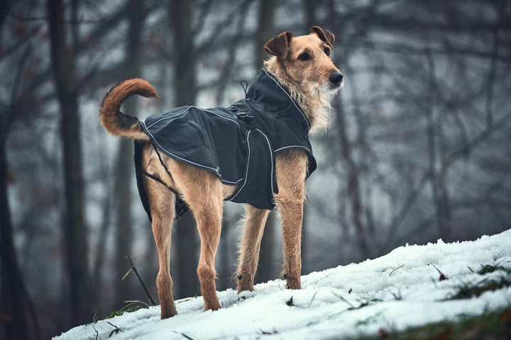 HUNTER UPPSALA SOFTSHELL Hundemantel, Funktionsmantel, 70, schwarz, 70