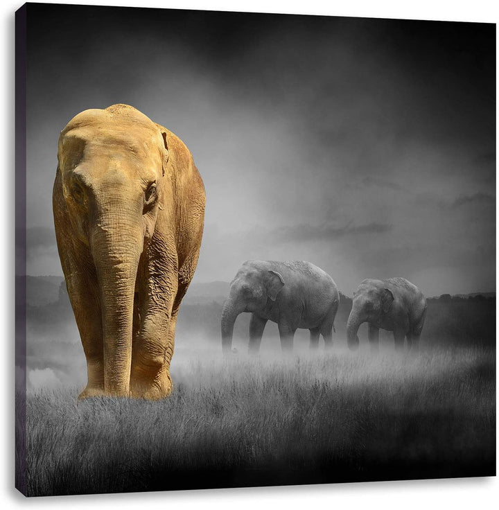 Pixxprint Elefanten in Steppe schwarz/weiss, Format: 70x70 auf Leinwand, 70x70