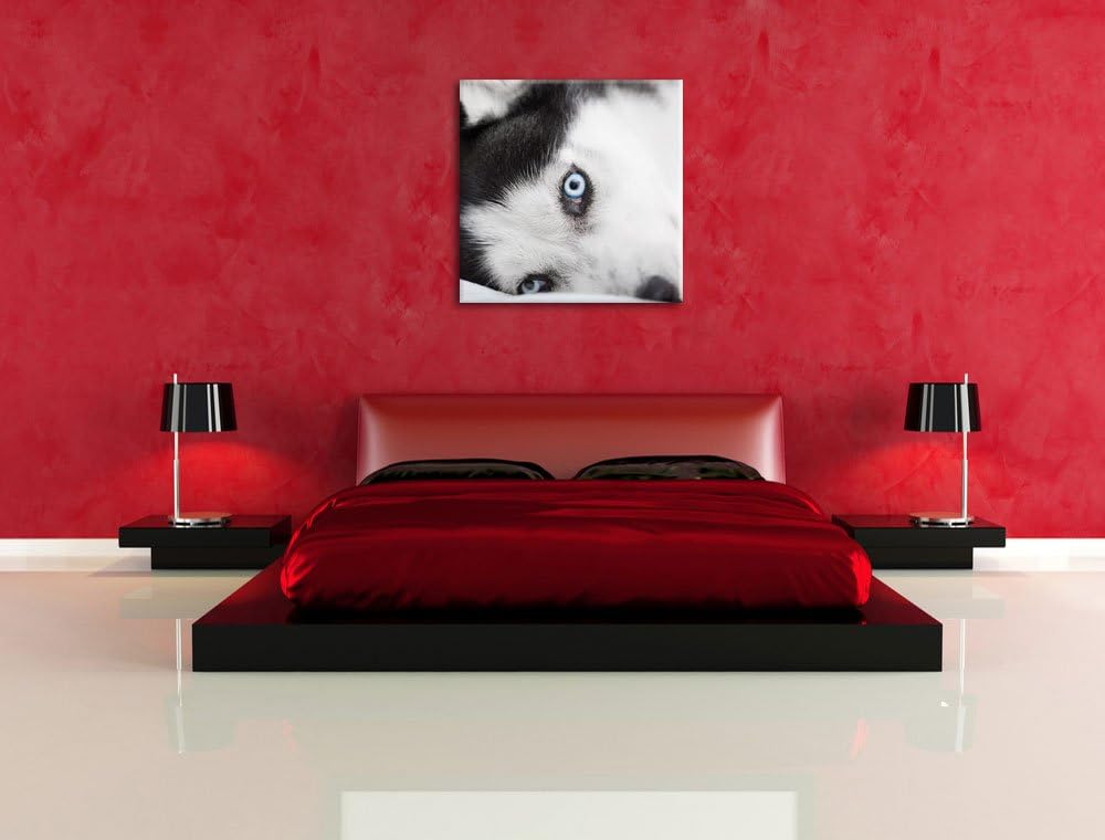 Pixxprint Husky mit Eisblauen Augen im Bett, Format: 70x70 auf Leinwand, 70x70