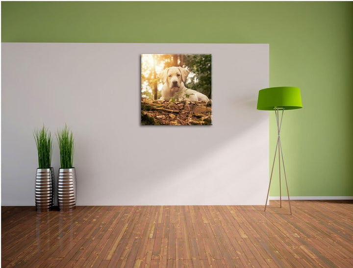 Pixxprint Hund im Wald bei Sonneuntergang als Leinwandbild/Grösse: 70x70 cm/Wandbild/Kunstdruck/fert