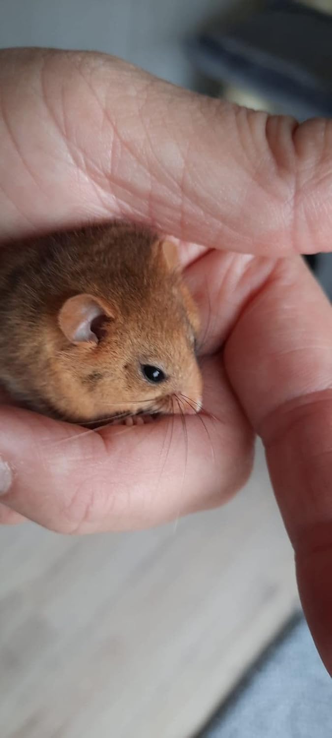 Qualität aus Niederbayern ARBRIKADREX Nistkasten Haselmaus nach NABU Vorgaben Bilch (Nistkasten Fich