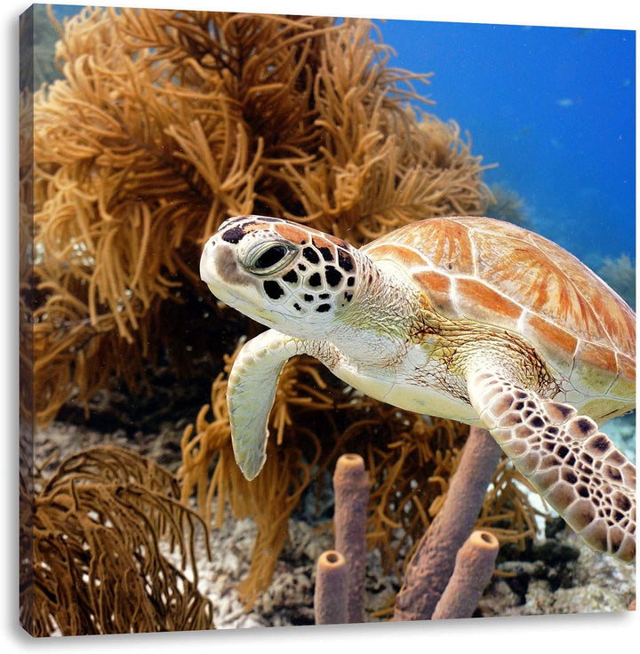 Meeresschildkröte, Format: 70x70 auf Leinwand, XXL riesige Bilder fertig gerahmt mit Keilrahmen, Kun