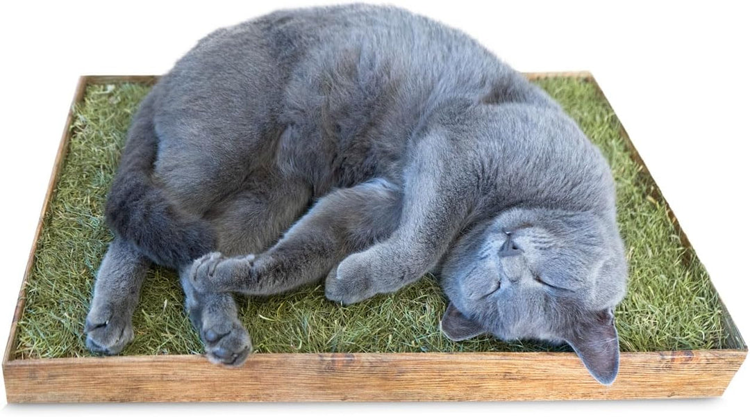 JR FARM Cat ESN Relax-Wiese