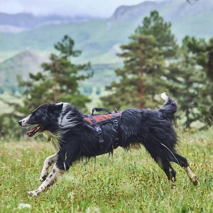 Non-Stop dogwear Rock Harness Long |130| Trekking, Führ und Alltagsgeschirr, Grösse:L