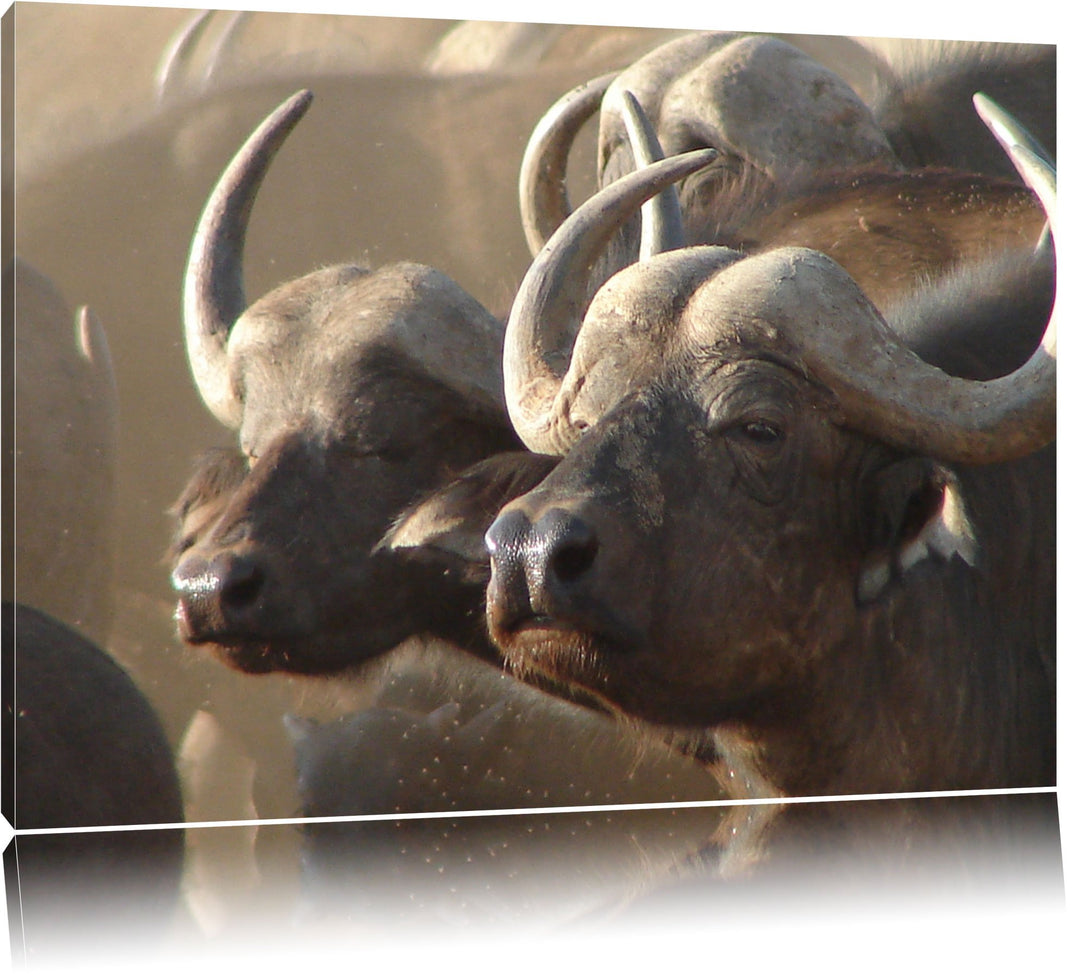 Zwei gemütliche Wasserbüffel Format: 100x70 auf Leinwand, XXL riesige Bilder fertig gerahmt mit Keil