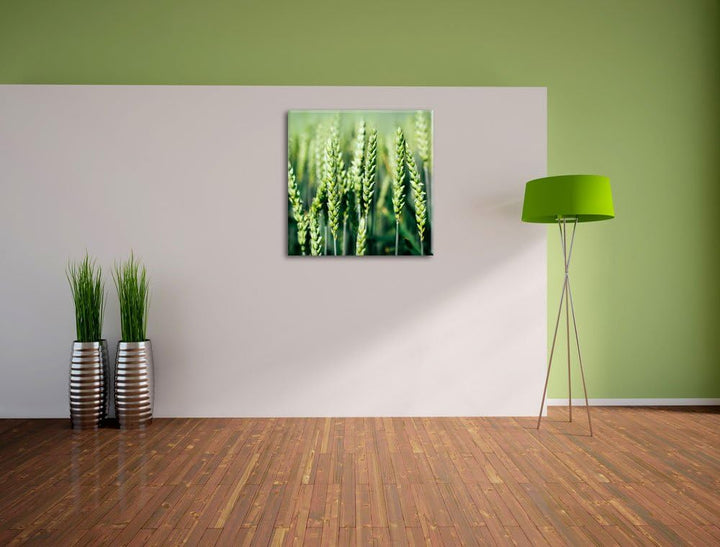 Grüne Weizen auf dem Feld, Format: 70x70 auf Leinwand, XXL riesige Bilder fertig gerahmt mit Keilrah