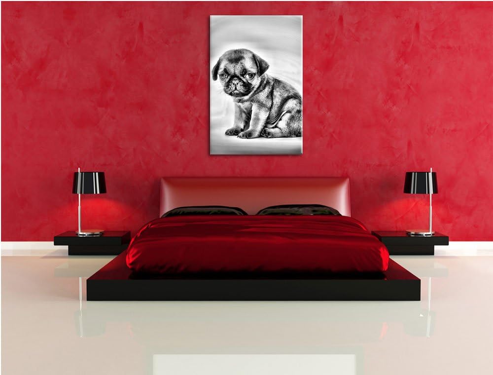 Pixxprint Kleiner Hundewelpe Mops als Leinwandbild/Grösse: 100x70 / Wandbild/Kunstdruck/fertig bespa