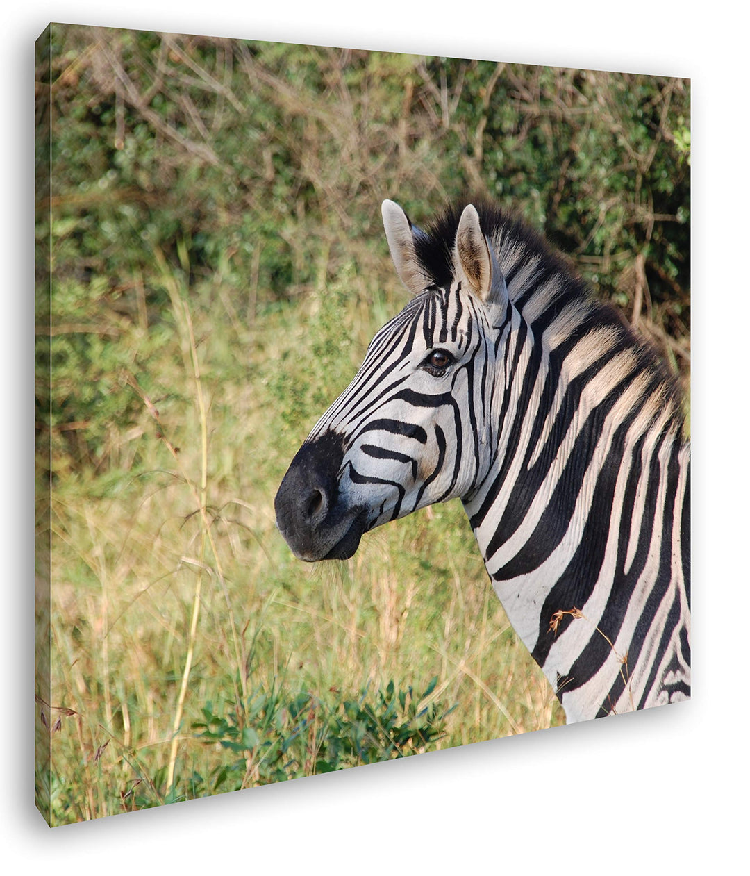 deyoli edles Zebra Format: 60x60 als Leinwand, Motiv fertig gerahmt auf Echtholzrahmen, Hochwertiger