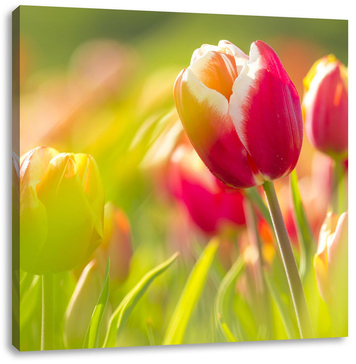 Blühende rote Tulpen, Format: 70x70 auf Leinwand, XXL riesige Bilder fertig gerahmt mit Keilrahmen,
