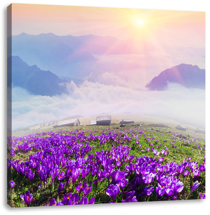 Pixxprint Krokusse in den Bergen / 70x70cm Leinwandbild bespannt auf Holzrahmen/Wandbild Kunstdruck