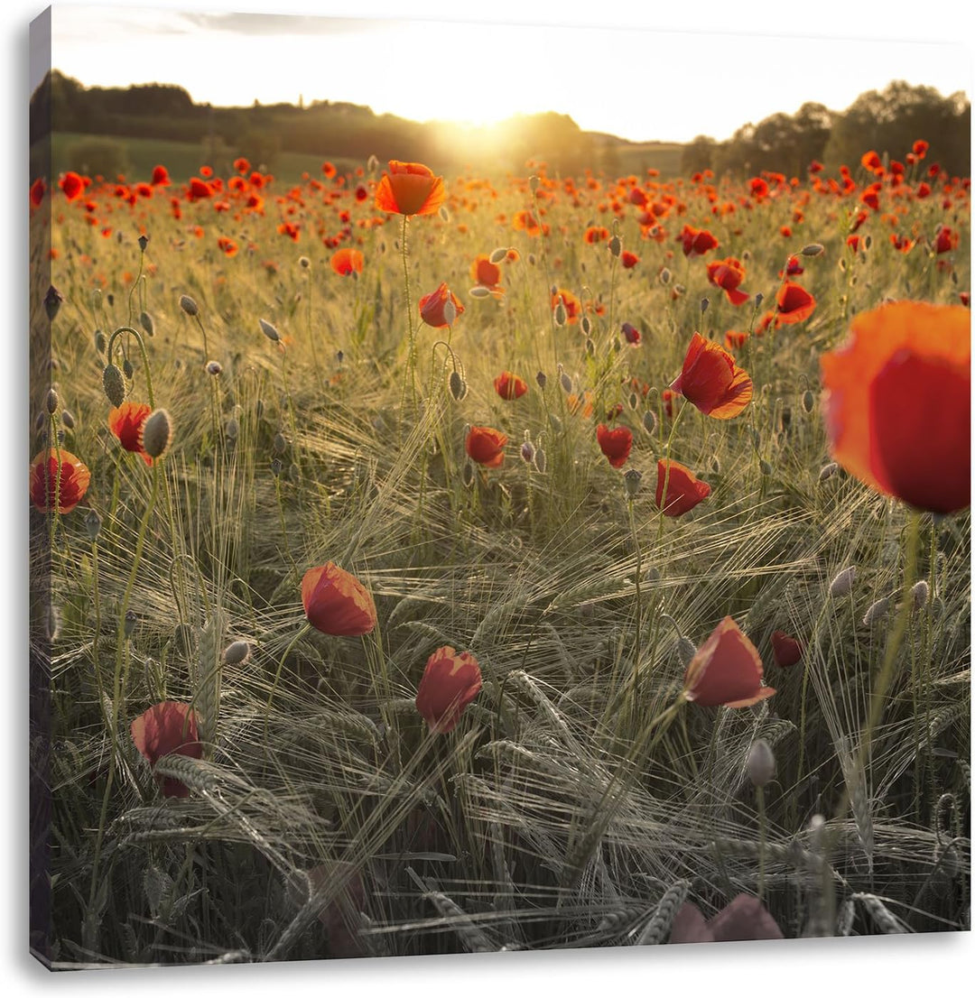 Pixxprint Traumhaftes Mohnfeld bei Sonnenuntergang Schwarz/Weiss, Format: 70x70 auf Leinwand, 70x70