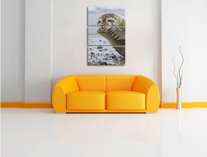 Pixxprint süsse Robbe beim Putzen als Leinwandbild/Grösse: 3 Teilig (120x80) cm/Wandbild/Kunstdruck/