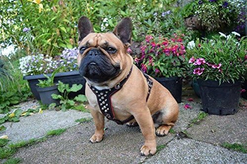 Bestia |Rocky| Leder Brustgeschirr für Bullterrier. 100% Leder. Handgefertigt. Top Qualität M- für e
