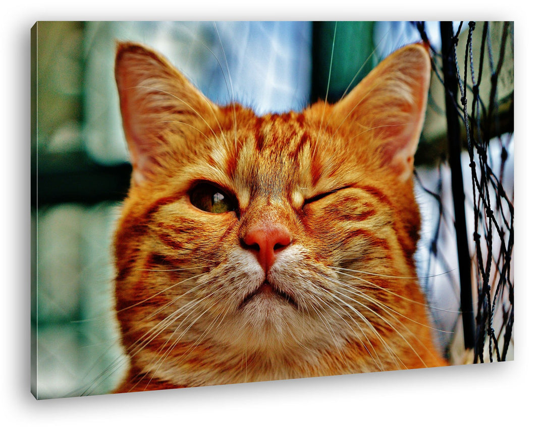deyoli zwinkernde Katze Format: 80x60 als Leinwandbild, Motiv fertig gerahmt auf Echtholzrahmen, Hoc