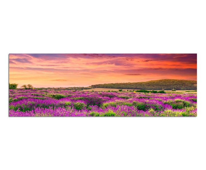 Paul Sinus Art Panoramabild auf Leinwand und Keilrahmen 150x50cm Lavendelfeld Sommer Sonnenuntergang