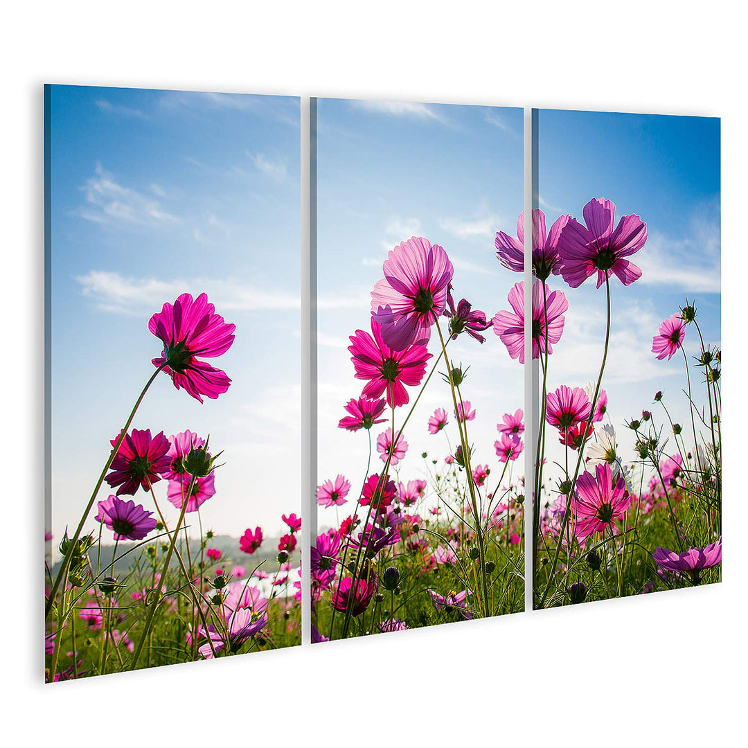islandburner Bild auf Leinwand Blumenfeld Pink Blauer Himmel Bilder Wandbilder Poster