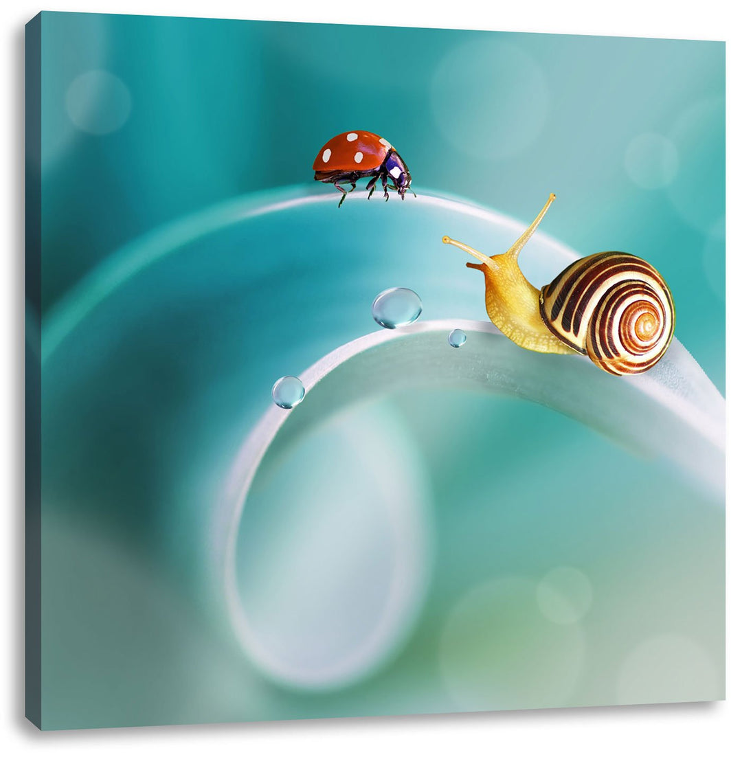 Pixxprint eine Schnecke und Marienkäfer auf Einer Pflanze, Format: 70x70 auf Leinwand, 70x70