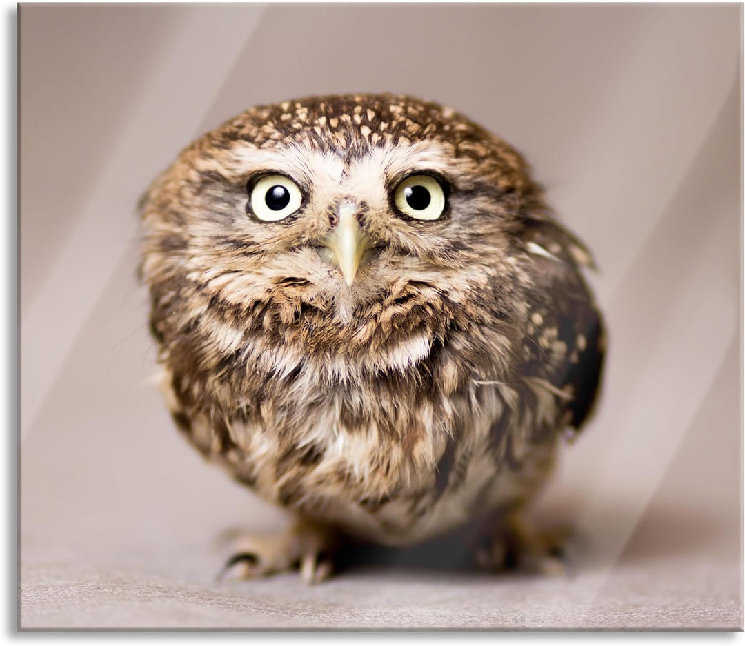 Nachteule mit Blick Herdabdeckplatte & Spritzschutz aus Echtglas | Für Herd-Kochfelder | 60x52 cm