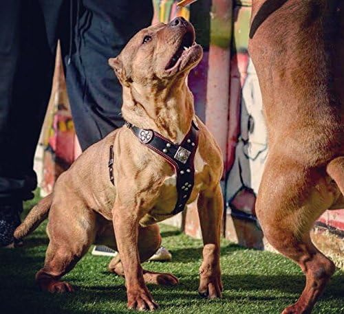 Bestia |EROS| Leder Brustgeschirr für grosse Hunde. Bis 145 cm Brustumfang. 100% Leder. Handgefertig