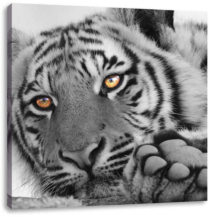 Pixxprint entspannter Tiger schwarz/weiss, Format: 70x70 auf Leinwand, 70x70