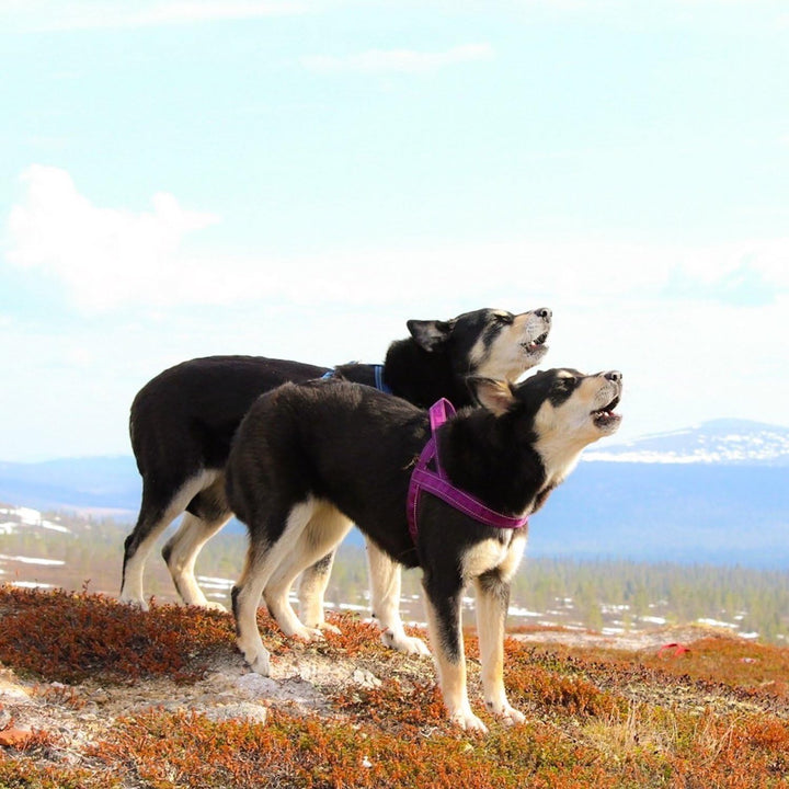 Hurtta Hundegeschirr, gepolstert, 91,4 cm Fluss 32-35", Fluss 32-35"