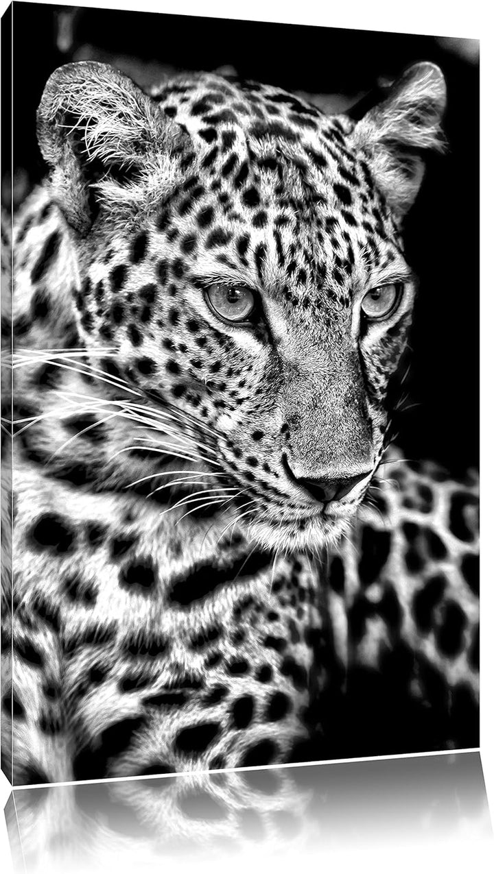 Pixxprint Leopard mit blauen Augen / 100x70cm Leinwandbild bespannt auf Holzrahmen/Wandbild Kunstdru