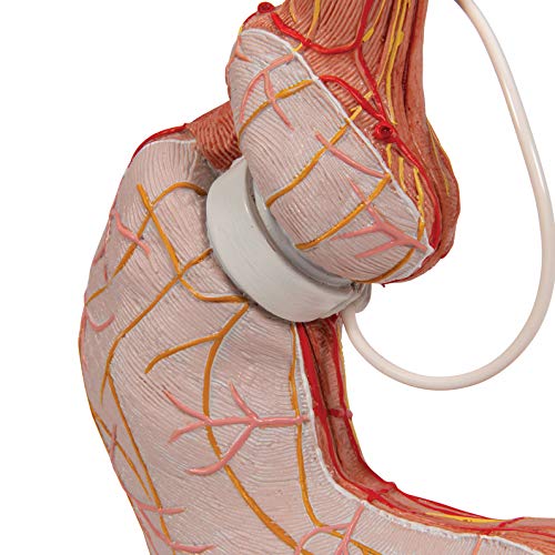 3B Scientific Menschliche Anatomie - Magenbandmodell + kostenlose Anatomie App - 3B Smart Anatomy