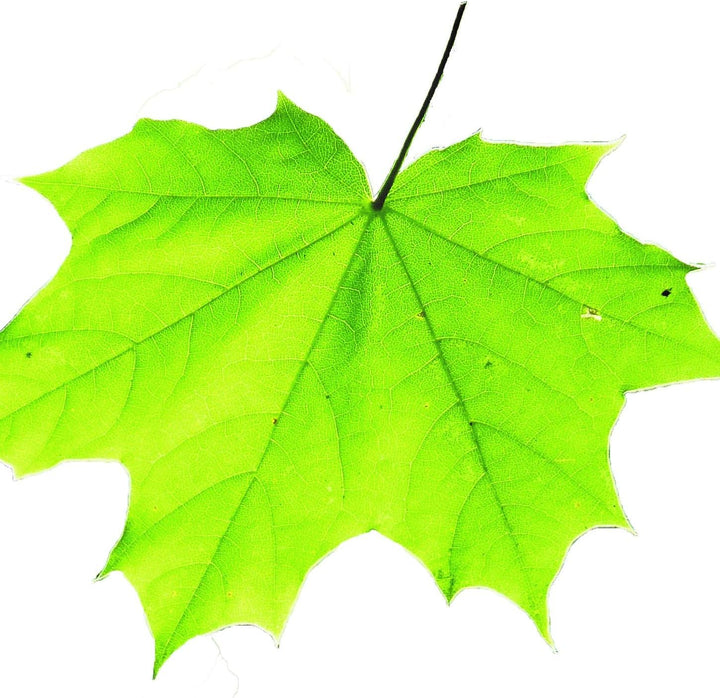 Landree® BBQ Ahorn Grillbrett Räucherbrett Planks Set 2Stk mehrfach verwendbar (!) (Ahorn), Ahorn