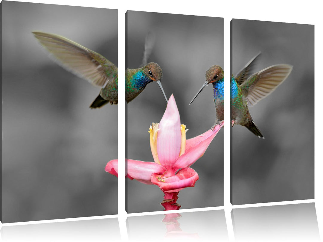 Pixxprint Kolibris in den Tropen als Leinwandbild/Grösse: 3 Teilig (120x80) cm/Wandbild/Kunstdruck/f