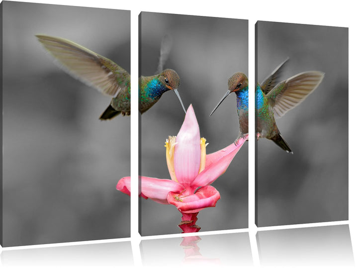 Pixxprint Kolibris in den Tropen als Leinwandbild/Grösse: 3 Teilig (120x80) cm/Wandbild/Kunstdruck/f