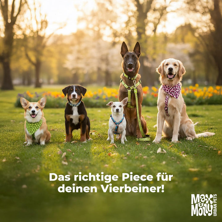 Max &amp; Molly Regenmantel Hund wasserdicht, S, Turquoise, Sportliche Regenjacke für Hunde mit verstell