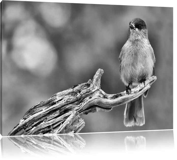 Pixxprint Monocrome, Kleiner Vogel auf AST, Format: 100x70 auf Leinwand, 100x70