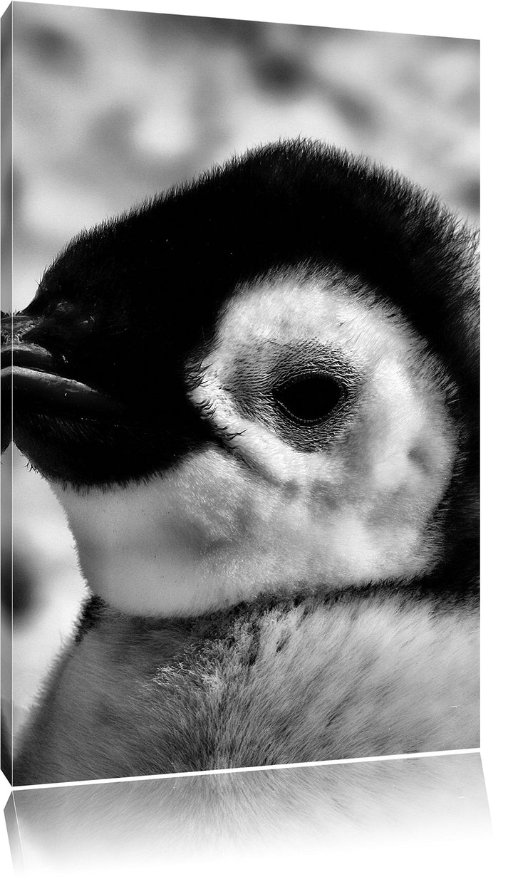 Pixxprint DREI Kaiserpinguin-Küken als Leinwandbild | Grösse: 100x70 cm | Wandbild | Kunstdruck | fe