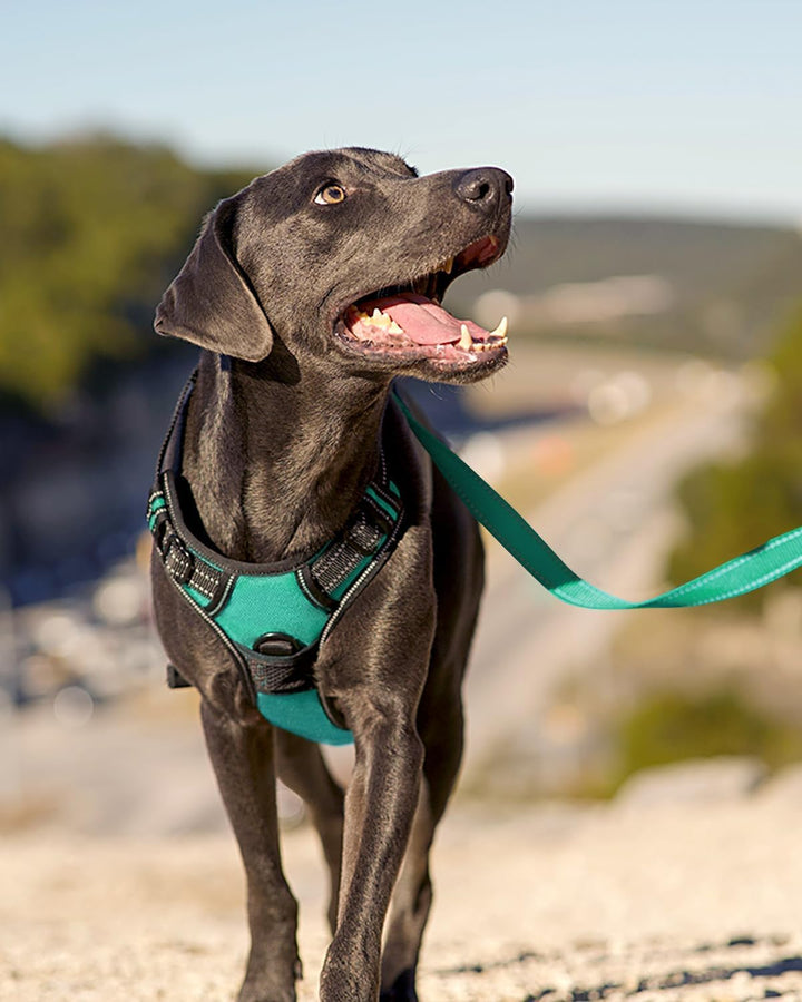 Joytale Hundegeschirr mittelgrosse Hunde, reflektierendes Geschirr Hund,luftdurchlässige Hundegeschi